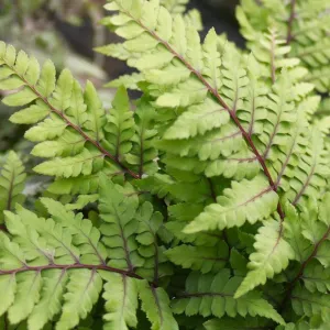 Athyrium Otophorum Var Okanum Aquatic Pond Plant - Eared Lady Fern