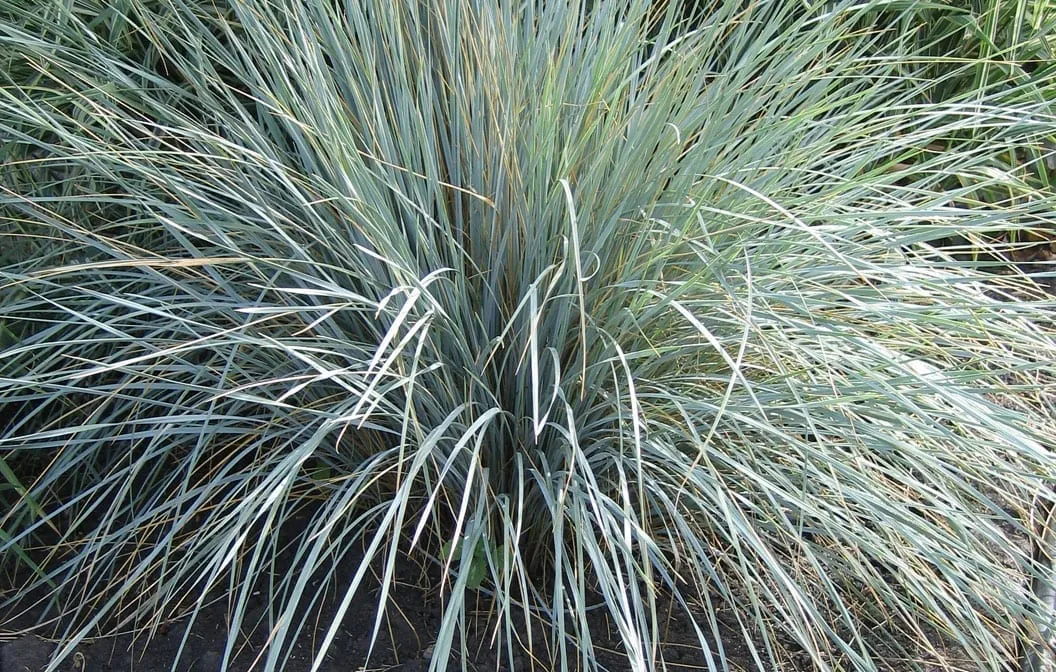 Grass: 'Elijah Blue Fescue' - 2g (BR)